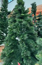 Albero natale himalaya usato  Patti