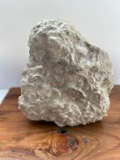 Fossil shells limestone for sale  Otoe