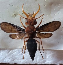 Synagris cornuta maschio. usato  Trento