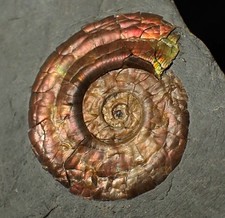 32mm iridescent psiloceras for sale  BRISTOL