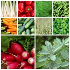 Choose 3.92 vegetable for sale  SELBY