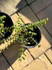 Indian curry leaf for sale  Edison
