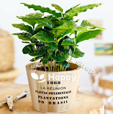 Coffee plant seeds for sale  DONCASTER
