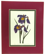 Wild iris flower for sale  Los Angeles