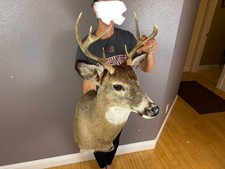 Whitetail deer shoulder for sale  Moscow
