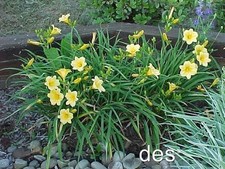 Daylilies stella oro for sale  Mount Pleasant