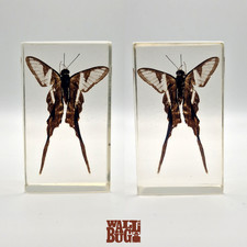 Dragontail butterfly insect for sale  LONDON