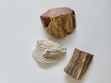 Versteinertes holz koralle gebraucht kaufen  Düsseldorf
