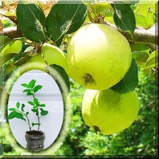 Golden delicious apple for sale  Leesburg