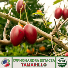 Tamarillo tomato tree for sale  Venice
