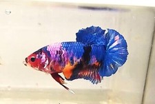 Maschio betta splendens usato  Tivoli