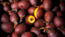 Fresh seeds mauritia d'occasion  France