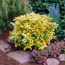 Golden euonymus aureo for sale  Kennett Square
