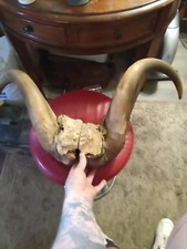 Musk horns top for sale  Spokane