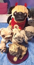 Pugs. for sale  PETERBOROUGH