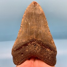 5.16 megalodon shark for sale  Springfield