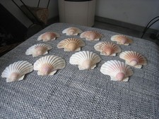 Jakobsmuschel schalen fächerm gebraucht kaufen Jakobsmuschel schalen fächerm gebraucht kaufen  Berghaupten