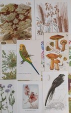 Set vintage botanical for sale  BIRKENHEAD