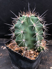 Echinocereus triglochidiatus c usato  Massafra