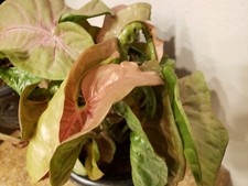 Neon robusta pink for sale  Palm Bay