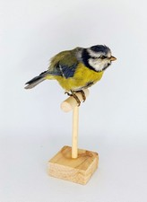 Taxidermy cabinet curiosites usato  Roma