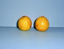 antique stone fruit for sale antique stone fruit for sale Macedon