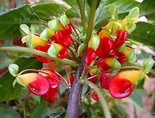 Impatiens niamniamensis bec d'occasion  Villemandeur