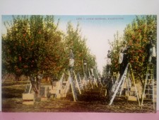 Apple orchard washington for sale  Buchanan Dam