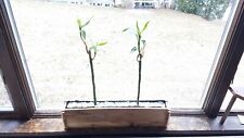 Cedar planter boxes for sale  Plattsburgh