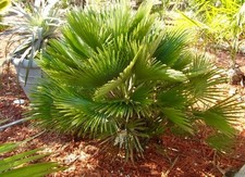 Volcano dwarf palm for sale  SOUTHSEA