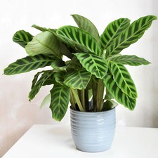 Calathea zebrina large for sale  UK