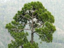 Samen bonsai himalaya gebraucht kaufen  Deutschland