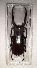 Lucanus angusticornis male for sale  Shipping to Ireland