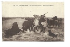 Taureaux camargue d'occasion Taureaux camargue d'occasion  Toulon-