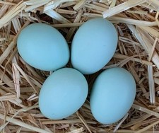 Uova fertili feconde usato  Viticuso