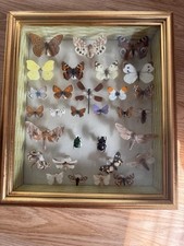 Insects & Butterflies for sale Insects & Butterflies for sale BLAIRGOWRIE