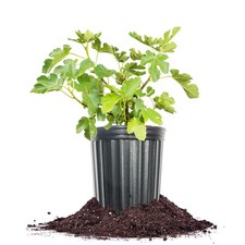Kadota fig gallon for sale  Trenton