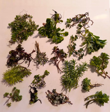 100g sedum outdoor for sale  HUDDERSFIELD