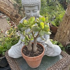 One plant jade for sale  Van Nuys