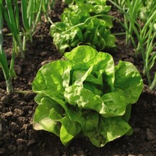 Lettuce vegetable garden for sale  IPSWICH