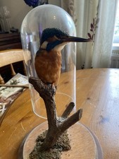 taxidermy dome for sale taxidermy dome for sale BURES