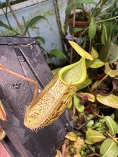 Nepenthes gymnamphora seed for sale  DOLLAR