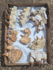 Fósseis pré-históricos de mandíbula de mosasauro de besta marinha direto do Marrocos mandíbulas de dinossauro comprar usado  Enviando para Brazil
