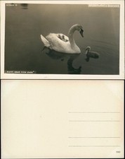 Ansichtskarte bodensee schwän gebraucht kaufen  Ortrand
