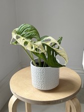 Monstera adansonii variegated for sale  CHERTSEY