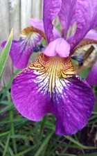 Purple iris orange for sale  READING