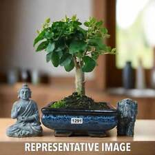 Chinese privet bonsai for sale  LEEDS