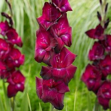 Easy grow gladiolus for sale  Milwaukee