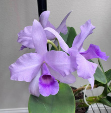Rare cattleya deckeri for sale  LONDON