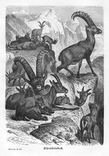 Steinbock alpensteinbock capra gebraucht kaufen  Lauenburg/ Elbe